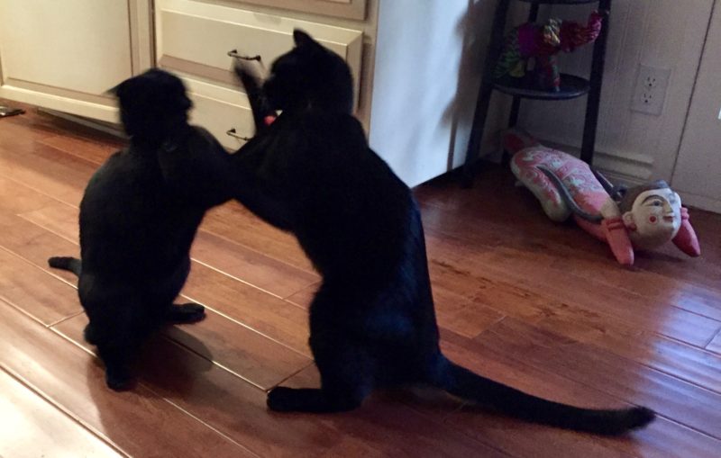 Petey and Brutus square off before breakfast